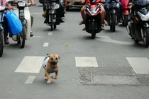 Gia Lai: Tránh chó đâm vào gốc cây, 2 người chết, 1 người bị thương