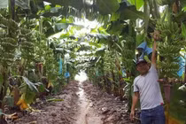 Không có ưu đãi thuế cho nông sản của doanh nghiệp Việt đầu tư tại Campuchia