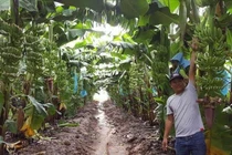 Không có ưu đãi thuế cho nông sản của doanh nghiệp Việt đầu tư tại Campuchia