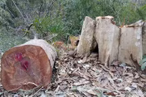 Năm người vào biên giới phá 3.000m2 đất rừng phòng hộ để làm rẫy