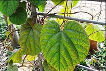  Mã đậu linh chữa ho ra máu 