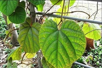  Mã đậu linh chữa ho ra máu 