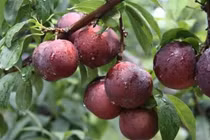 Dễ nhầm lẫn mận hậu với mận tam hoa