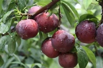 Dễ nhầm lẫn mận hậu với mận tam hoa