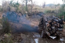 Vụ "lâm tặc chúa" nuôi "lâm tặc con": "Hết nạc vạc tới xương"!