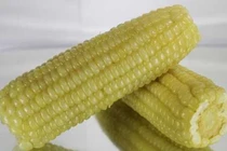 Người có bệnh tiểu đường nên ăn ngô 