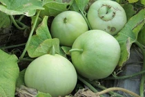 Khó bơm chất tạo ngọt vào quả