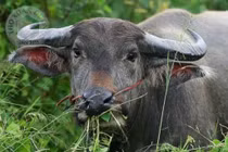 Cây thuốc, vị thuốc tên “trâu”