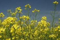 Xi măng thực vật chịu axit tốt hơn