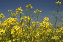 Xi măng thực vật chịu axit tốt hơn