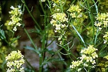 Rau họ hoa thập tự phòng chữa ung thư