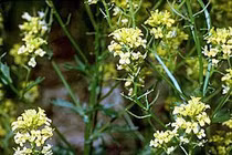 Rau họ hoa thập tự phòng chữa ung thư