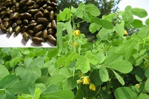 Hạt muồng chữa chứng mất ngủ