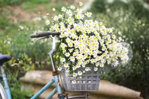 Hoa cúc háo nước