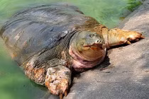  Bẫy bắt rùa Hoàn Kiếm ở Đồng Mô