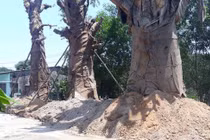 Ươm cổ thụ trước khi trồng