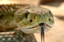 Phát hiện mới: Mắc COVID-19 thể nặng giống bị rắn độc cắn