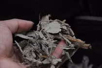 Người già dễ xơ thận khi dùng lá cây chữa bệnh