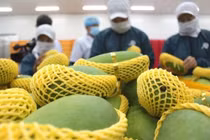 Hơn 100 container xoài đã xuất khẩu sang Mỹ