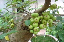 Sung trị táo bón