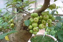 Sung trị táo bón