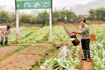 Lạng Sơn hỗ trợ phát triển kinh tế tập thể, hợp tác xã giai đoạn 2021 – 2025