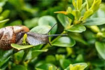 Lồng bẫy ốc sên