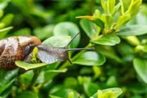 Lồng bẫy ốc sên