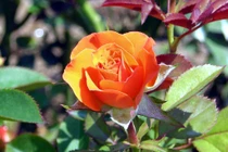 Xử lý bệnh phấn trắng trên cây hoa hồng