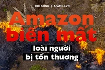 Nếu rừng Amazon biến mất, thế giới mất đi 20% lượng nước ngọt, 20% lượng oxy, con người chịu ảnh hưởng trực tiếp