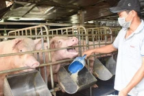 Năm 2021, các công ty chăn nuôi và nông dân trong nước dự kiến bị lỗ cao hơn 10 lần khoản lỗ của Hãng hàng không Quốc gia Việt Nam (Vietnam Airlines) công bố vừa qua.