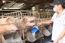 Năm 2021, các công ty chăn nuôi và nông dân trong nước dự kiến bị lỗ cao hơn 10 lần khoản lỗ của Hãng hàng không Quốc gia Việt Nam (Vietnam Airlines) công bố vừa qua.