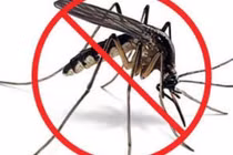 Thời điểm nên phun hóa chất diệt muỗi