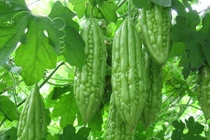 Dưỡng phế khí trong mùa hạ