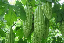 Dưỡng phế khí trong mùa hạ