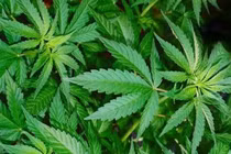 Lời khai của doanh nhân trồng 115 cây cần sa ở bãi sông Hồng