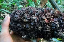 Săn sa nhân quả nơi tiếp giao trời đất