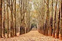 Hệ sinh thái rừng cao su rất nghèo