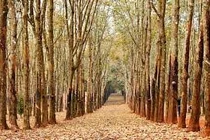 Hệ sinh thái rừng cao su rất nghèo