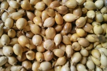 Món ăn bài thuốc từ hạt ý dĩ