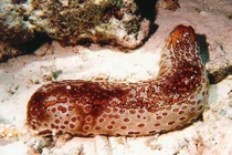 Testosteron trong đỉa biển khô