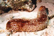 Testosteron trong đỉa biển khô