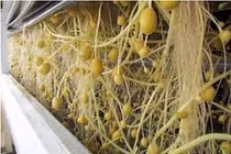 Khoai tây khí canh vẫn thơm ngon