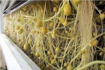 Khoai tây khí canh vẫn thơm ngon