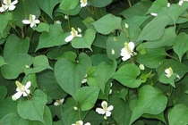 Tiêu chảy không nên uống giấp cá