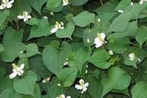 Tiêu chảy không nên uống giấp cá