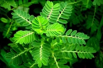 Vực dậy chức năng thận ở bệnh nhân thận đa nang