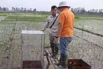 Công nghệ tăng năng suất lúa