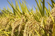  Lai tạo giống lúa mới từ lúa cổ truyền