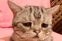 Chú mèo nhỏ đáng thương